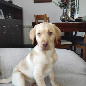 Imagen de labrador amarilo acostado en sofá de su casa: cachorros felices labrador y golden