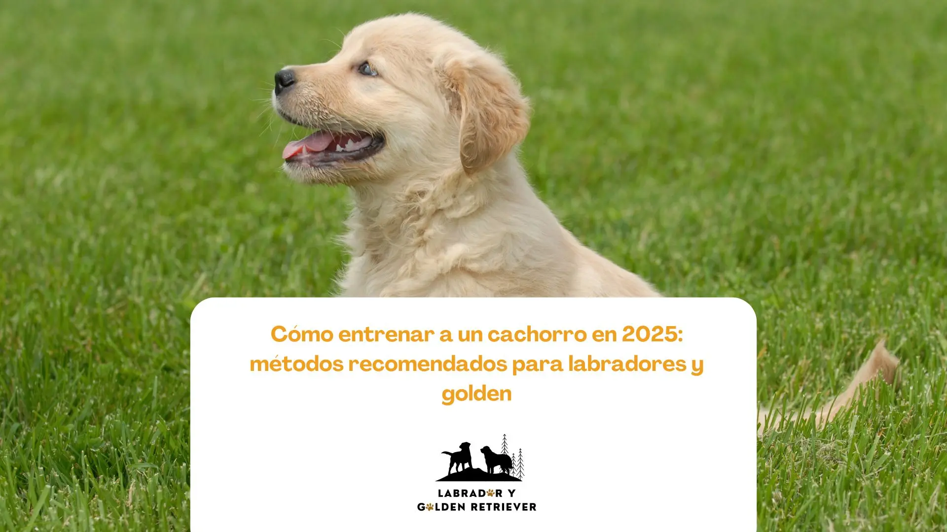 Cachorro de labrador retriever siendo entrenado con refuerzo positivo y clicker