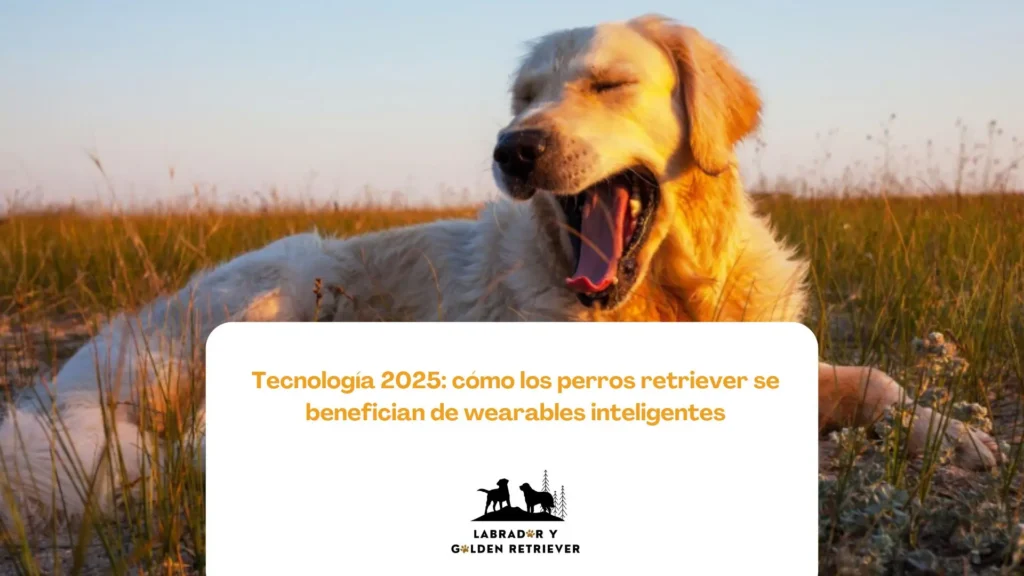Labrador retriever usando wearable inteligente para controlar su actividad diaria