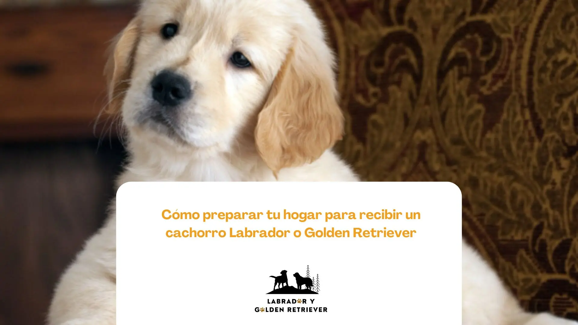 Espacio seguro para la llegada de un cachorro labrador o golden retriever