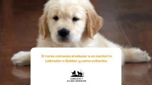 Cachorro labrador cometiendo errores comunes por falta de educación temprana