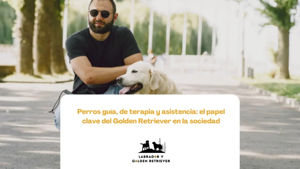 Perro golden retriever asistiendo a persona en silla de ruedas