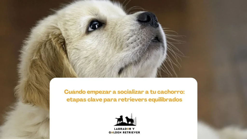 Golden retriever cachorro siendo socializado en un entorno natural
