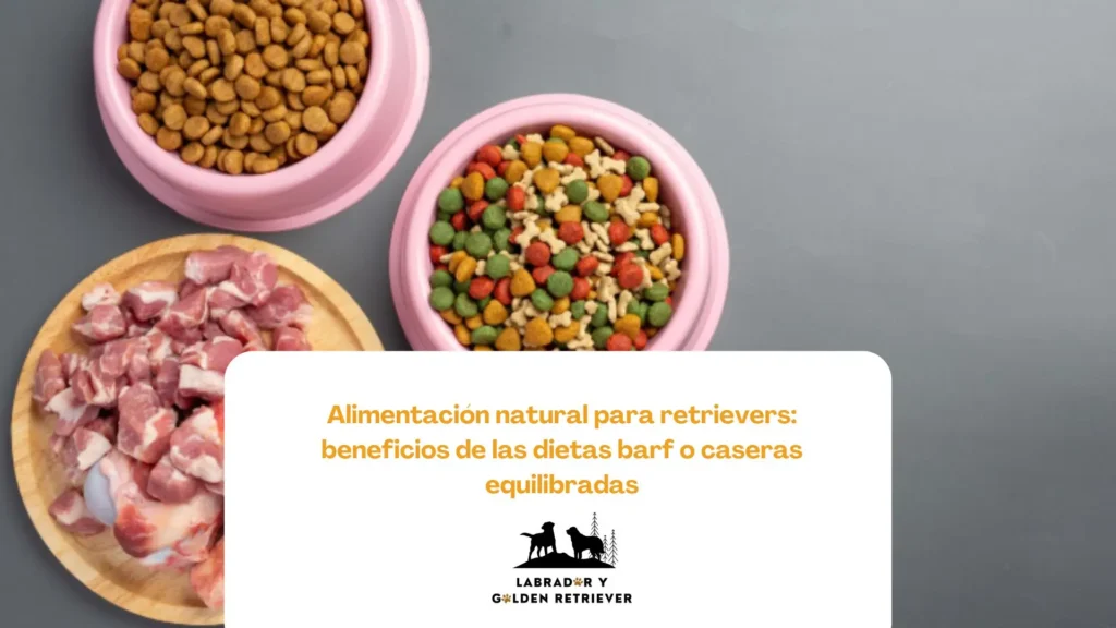 Alimentos naturales preparados para dieta casera de labrador