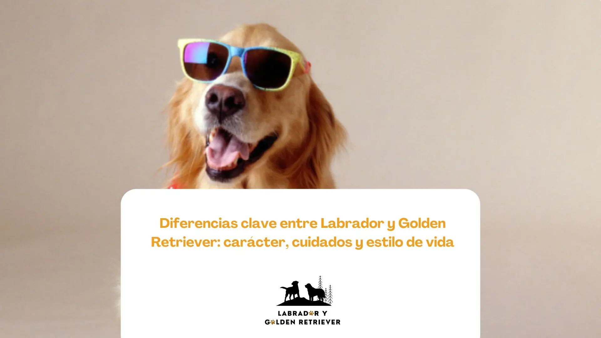 Labrador retriever adulto realizando ejercicio al aire libre en un entorno rural