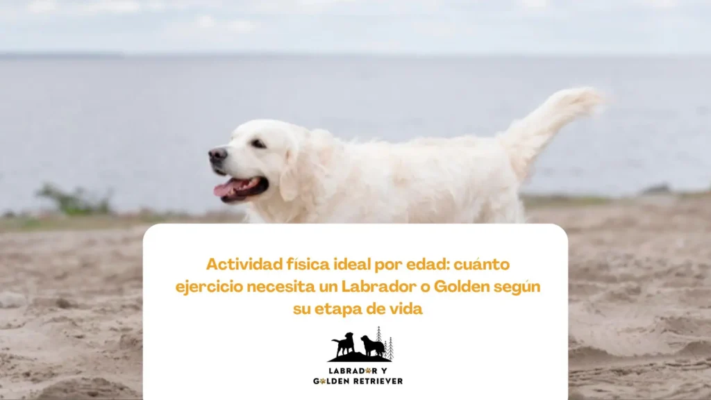 Golden Retriever cachorro caminando al aire libre en su etapa de socialización inicial