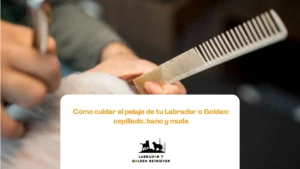 Persona cepillando a su Golden Retriever con un cepillo de púas metálicas