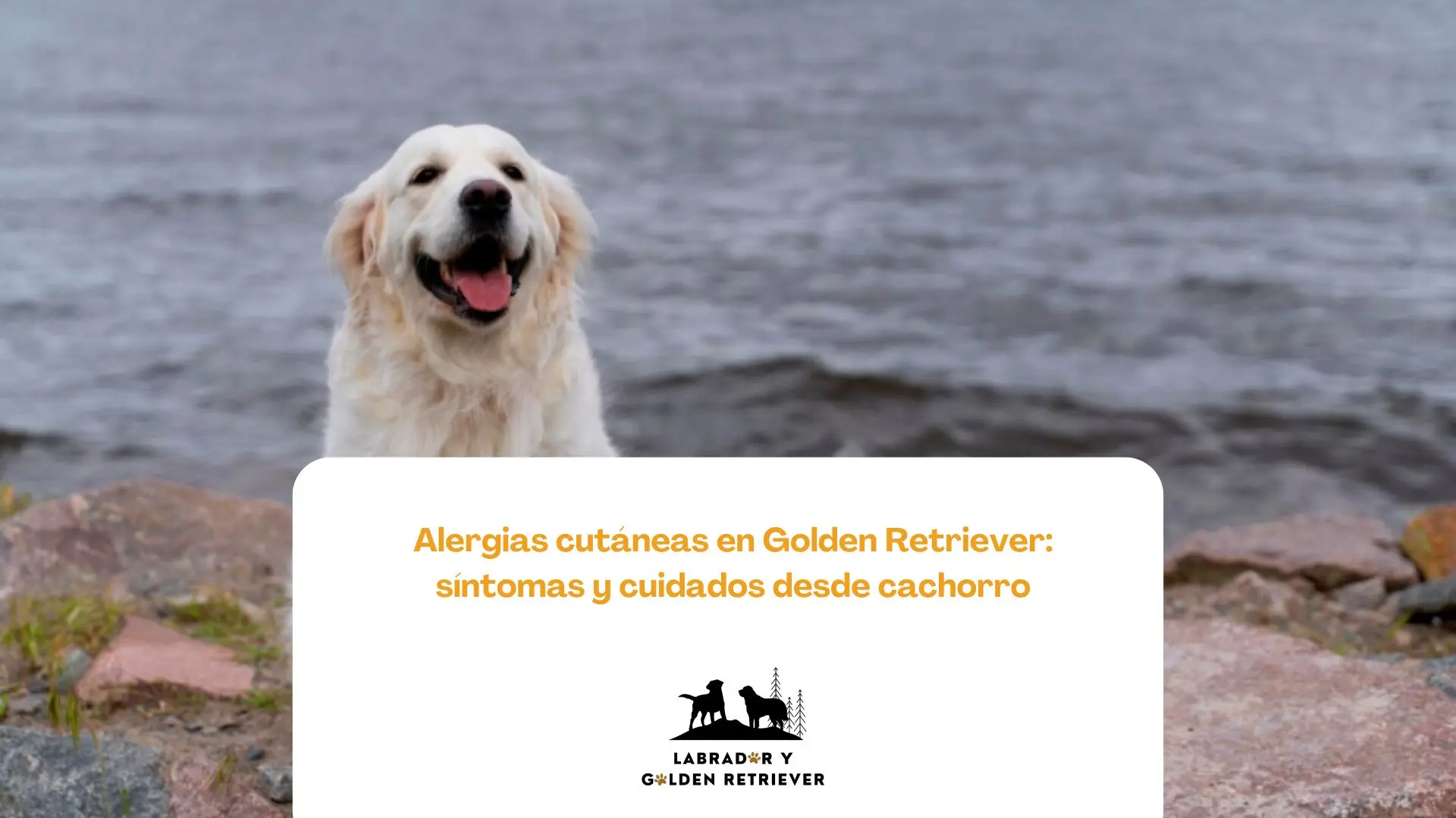 Golden Retriever mostrando síntomas leves de alergia cutánea en el abdomen