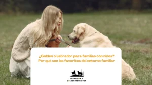 Labrador Retriever jugando con un niño en un entorno familiar