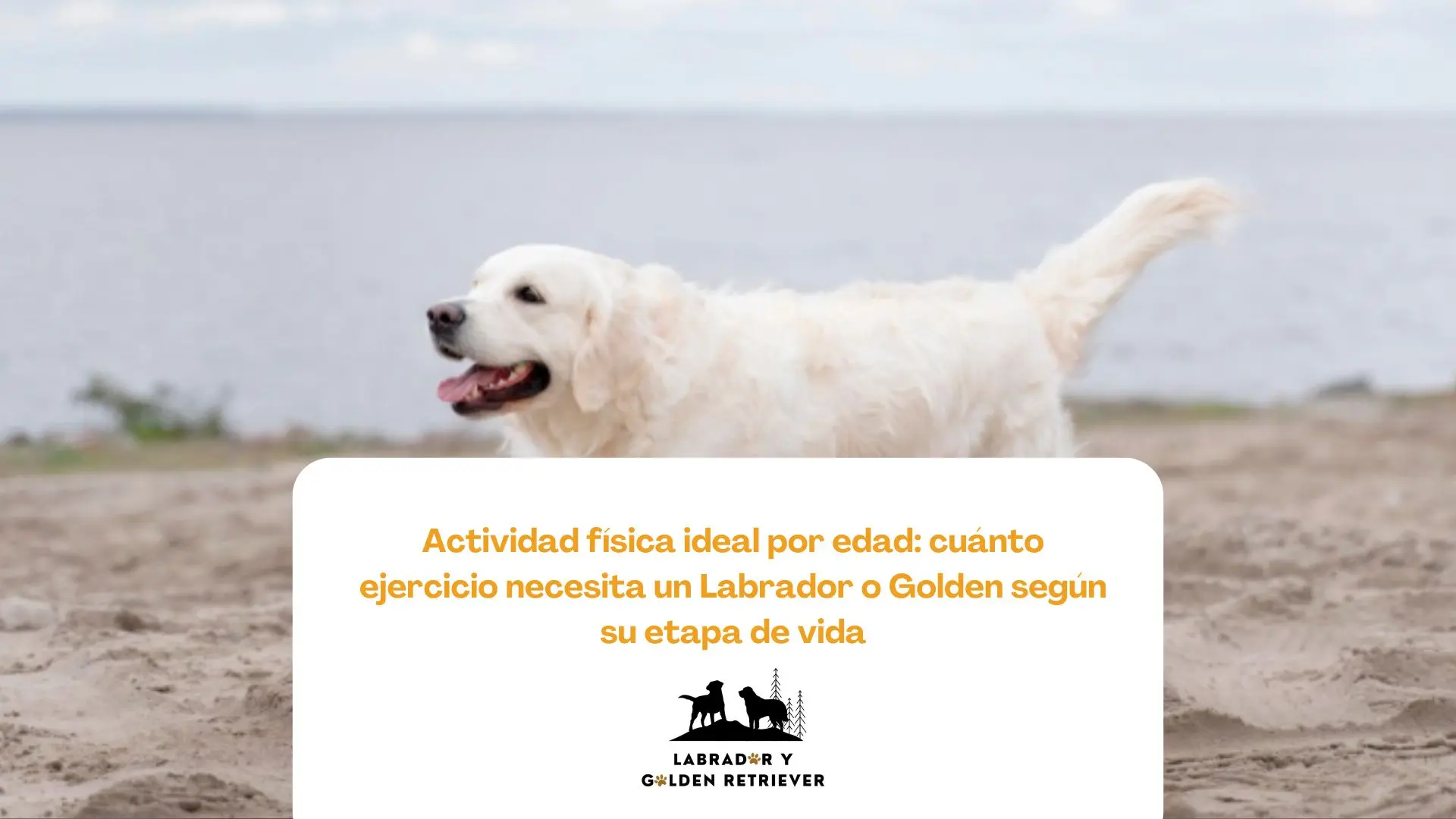 Golden Retriever cachorro caminando al aire libre en su etapa de socialización inicial