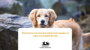 Golden Retriever senior recostado sobre una cama ortopédica en una casa acondicionada para perros mayores
