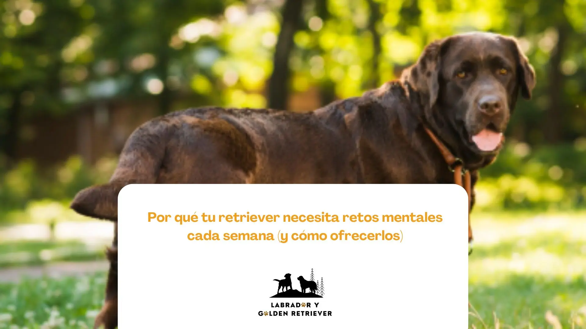 Golden Retriever usando juguete interactivo para estimulación mental semanal