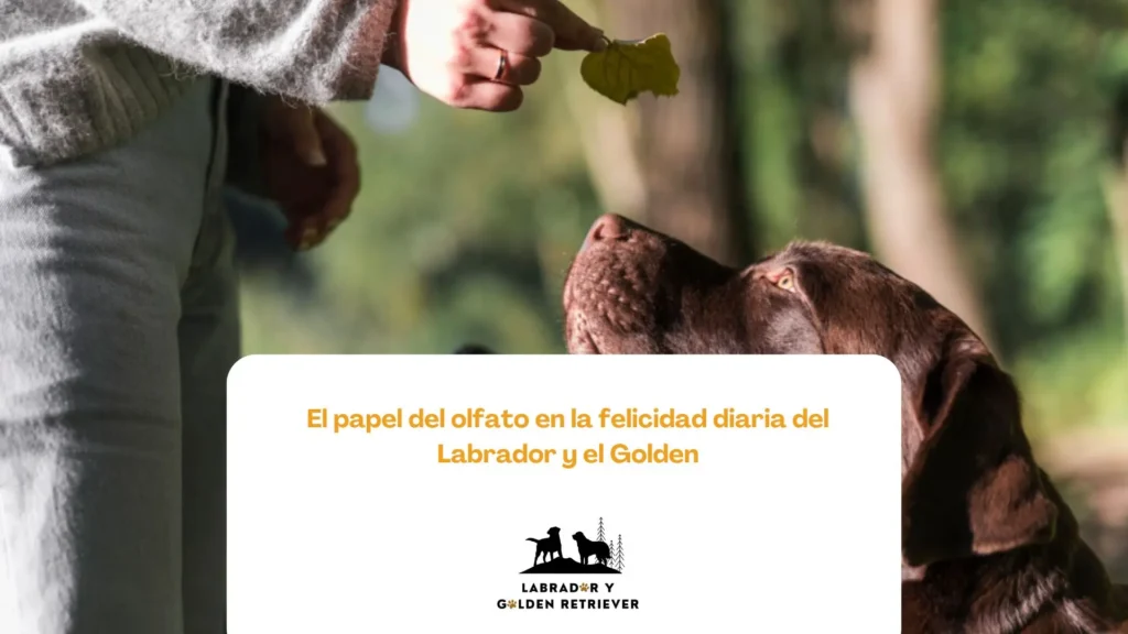 Golden Retriever utilizando su olfato en un juego de búsqueda en el jardín