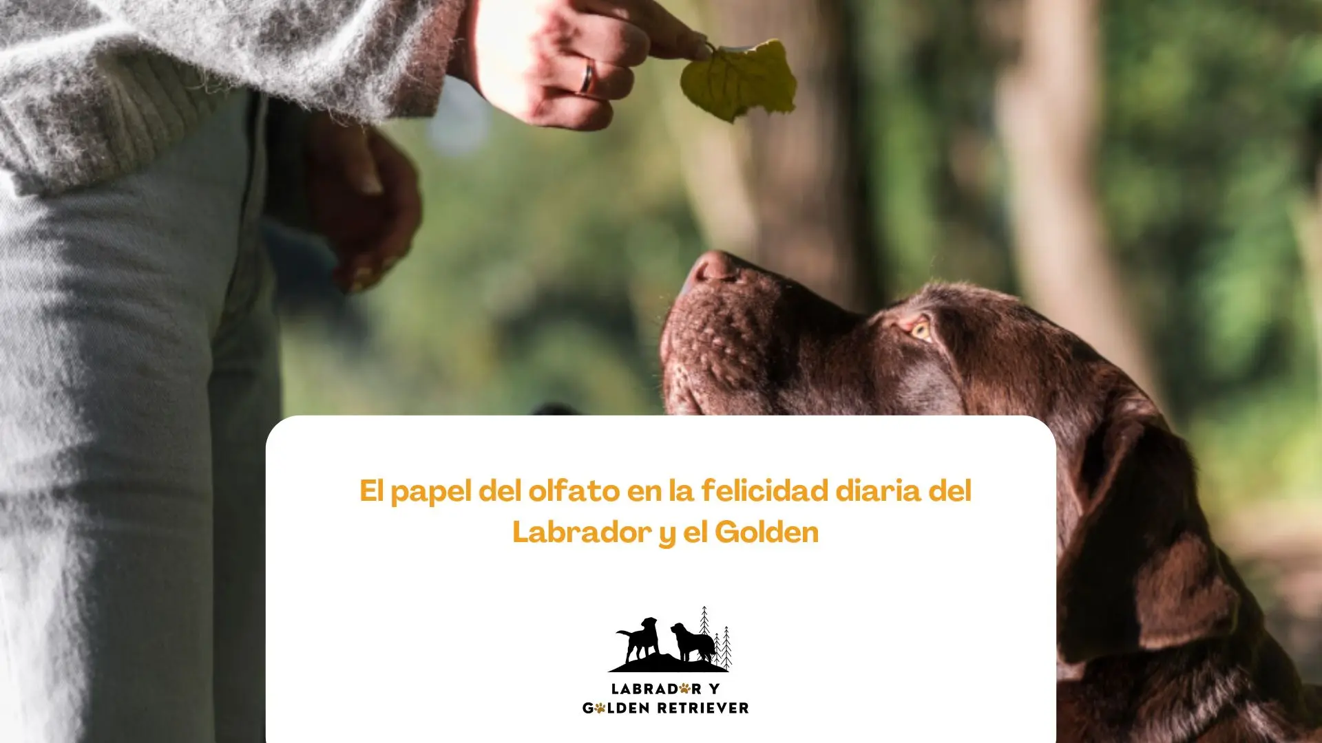 Golden Retriever utilizando su olfato en un juego de búsqueda en el jardín