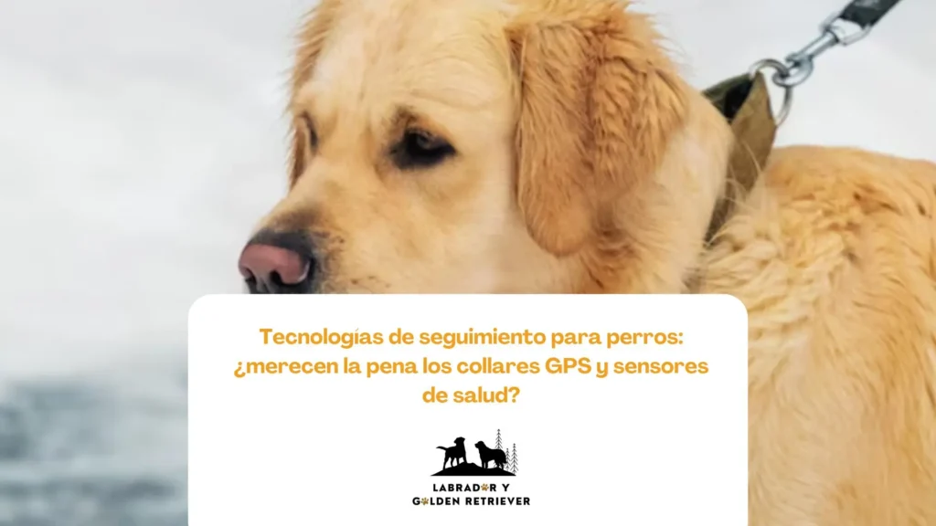 Labrador retriever equipado con collar GPS en ruta de senderismo