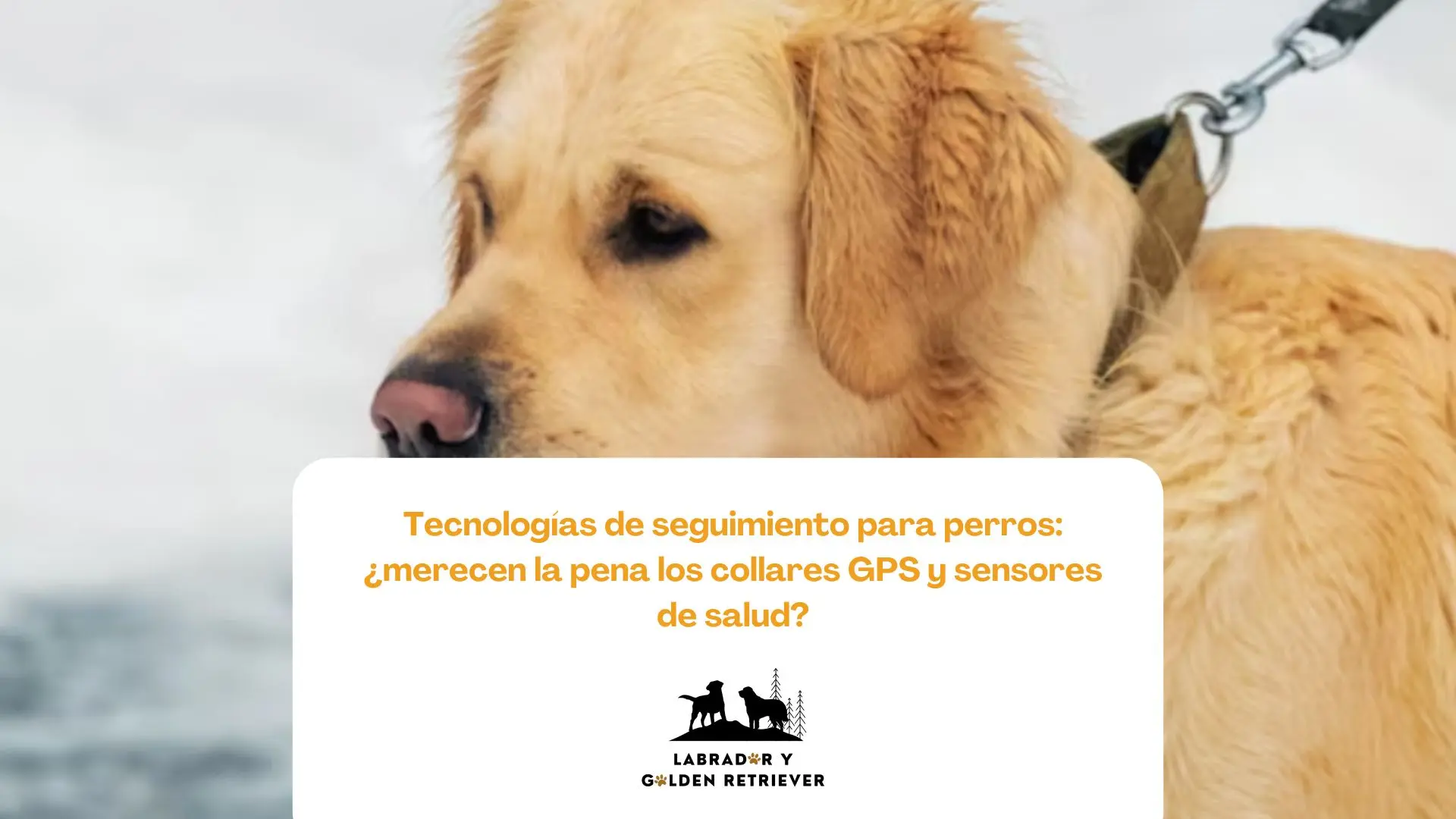 Labrador retriever equipado con collar GPS en ruta de senderismo