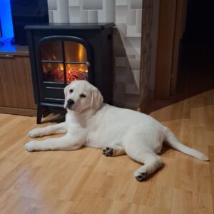 Kyra labradora amarilla